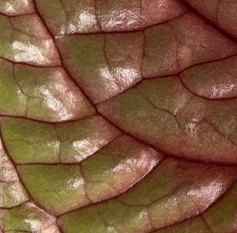 Detalle de una hoja con nervaduras rojizas